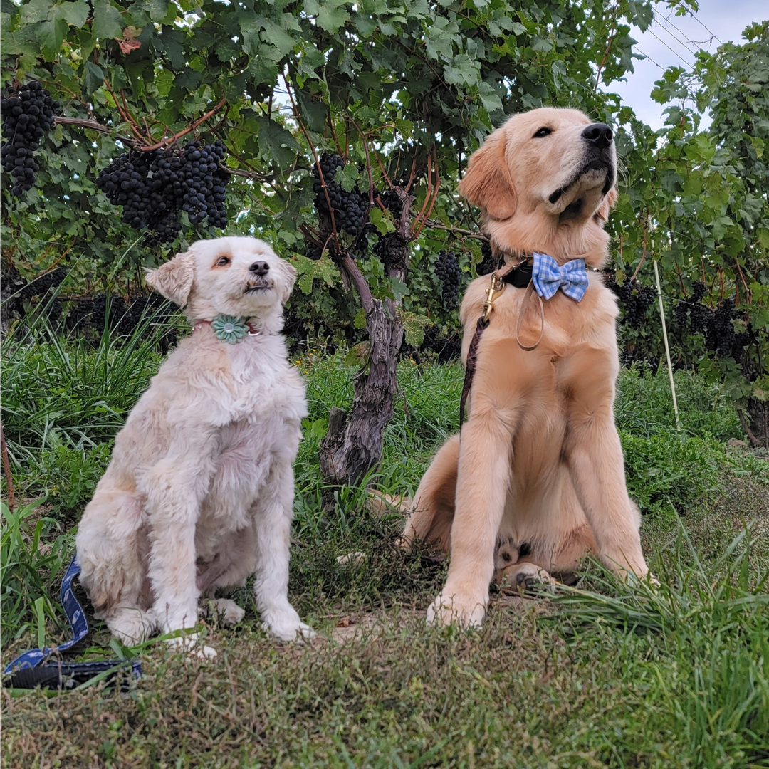 Pooches & Pairings