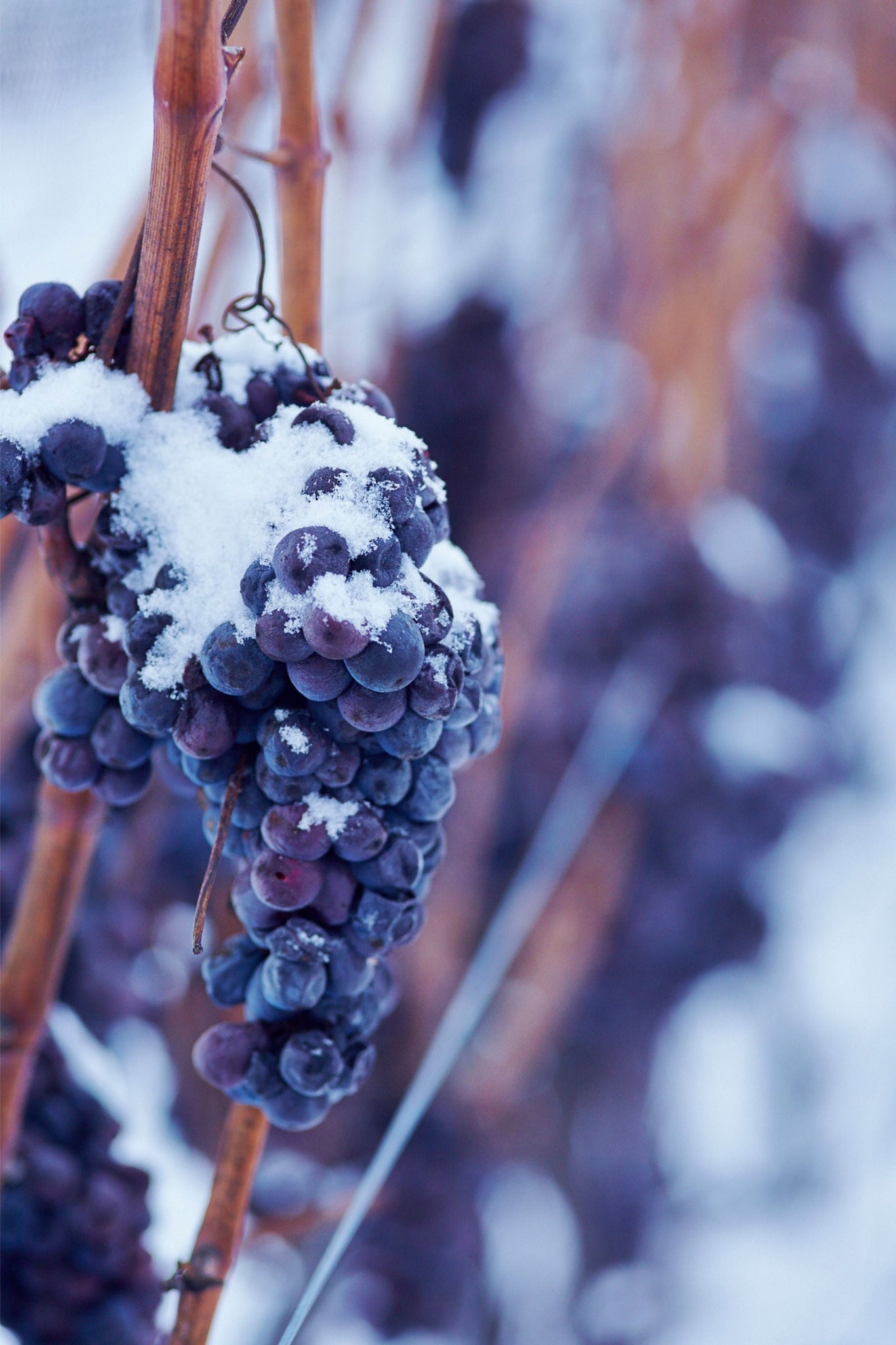 Icewine Weekends at Stratus